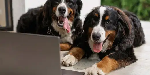 Assurance animaux Meilleurtaux : comparer les prix