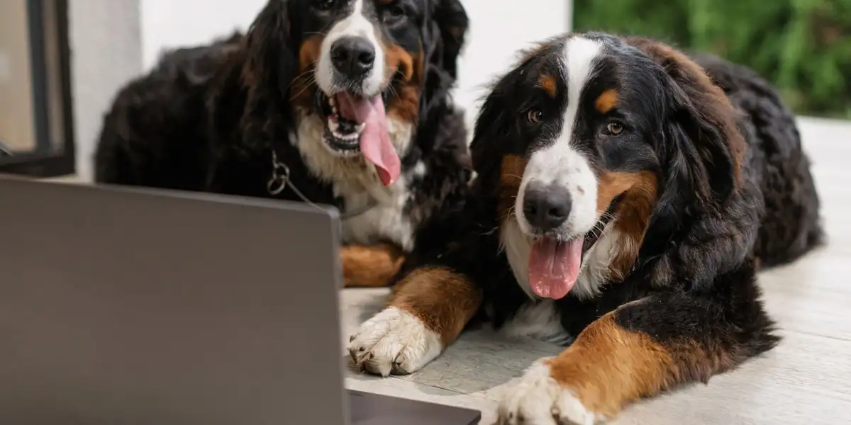 Propriétaire comparant en ligne des devis d'assurance santé animale sur ordinateur portable